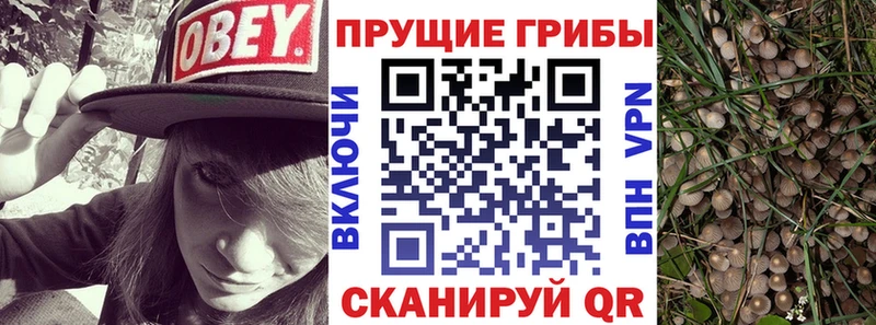 наркошоп Саров Псилоцибиновые грибы GOLDEN TEACHER